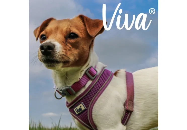 Ancol - Viva Comfort Mesh Harness - Blue - X Small (28-40cm)