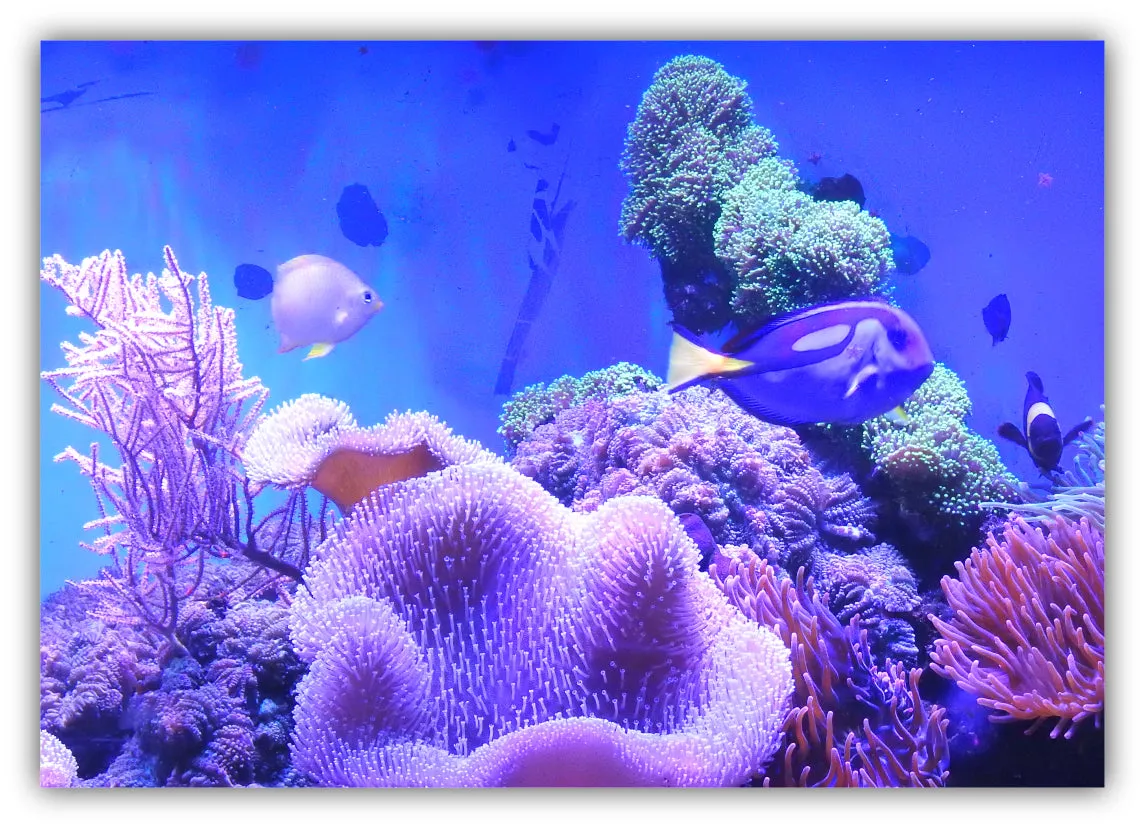Coral Fusion ™ - 50g - Plankton Powder Coral Food