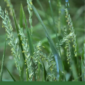Couch Grass Root, Cut & Sifted (Elymus repens) - Dried Herb, Organic