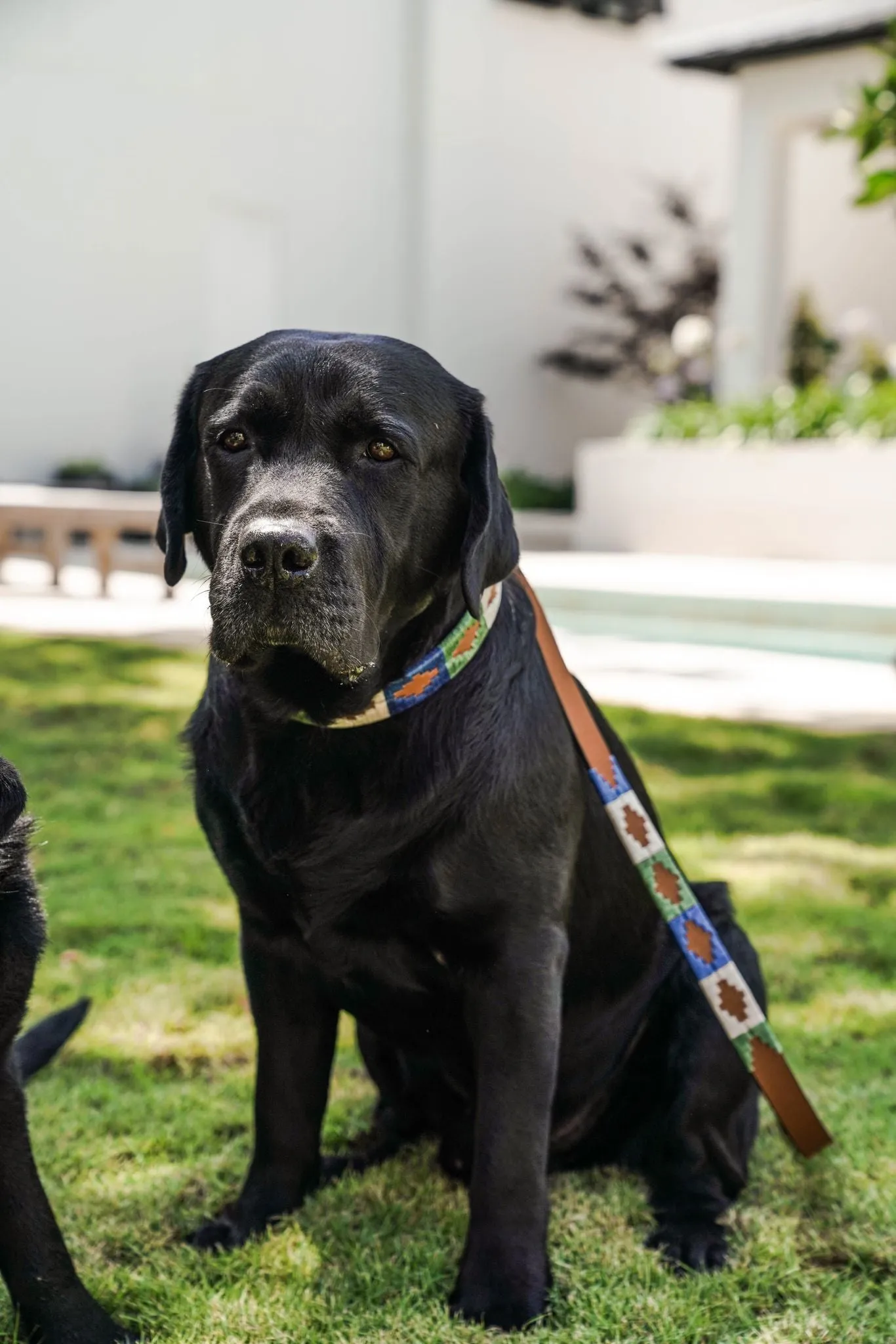 Huck & Harlowe Dog Leash